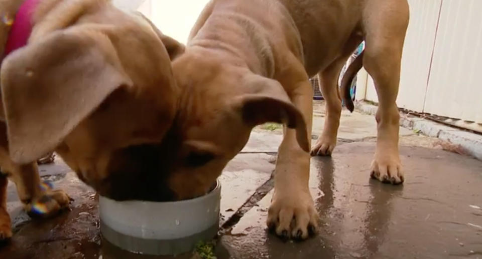 Two of the five boxer-cross dogs can be seen drinking water from a bowl. 