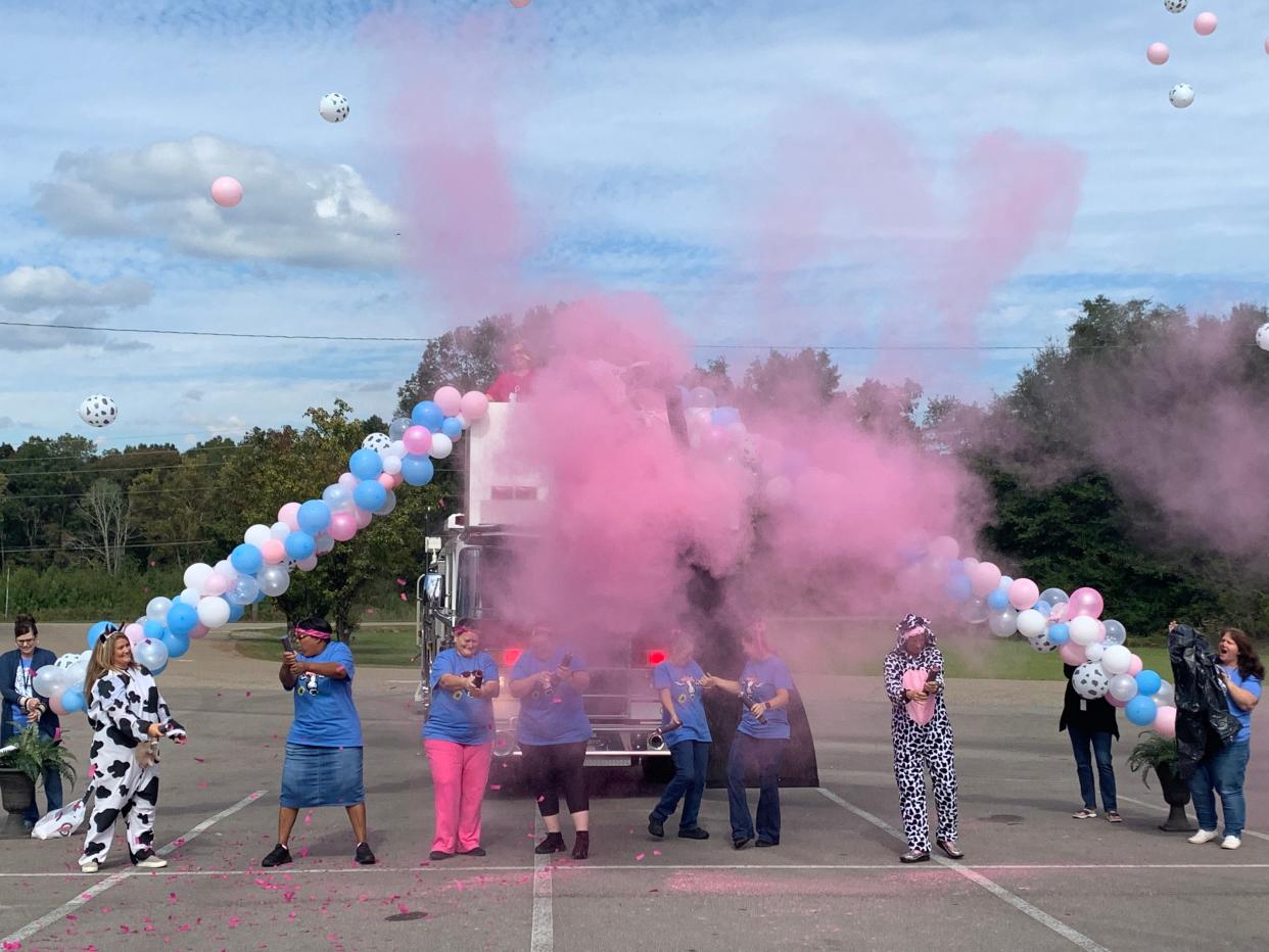 Teachers and lunchroom workers of John Jones Elementary School shoot off pink confetti and balloons to reveal that the calf adopted by the school is a girl.