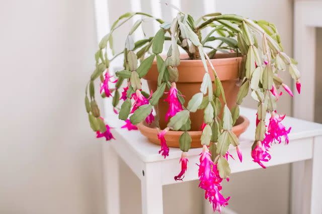 <p>The Spruce / Kara Riley</p> Christmas cactus