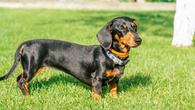 Everything You Need To Know About The Fastest Growing Dog Breed: The A