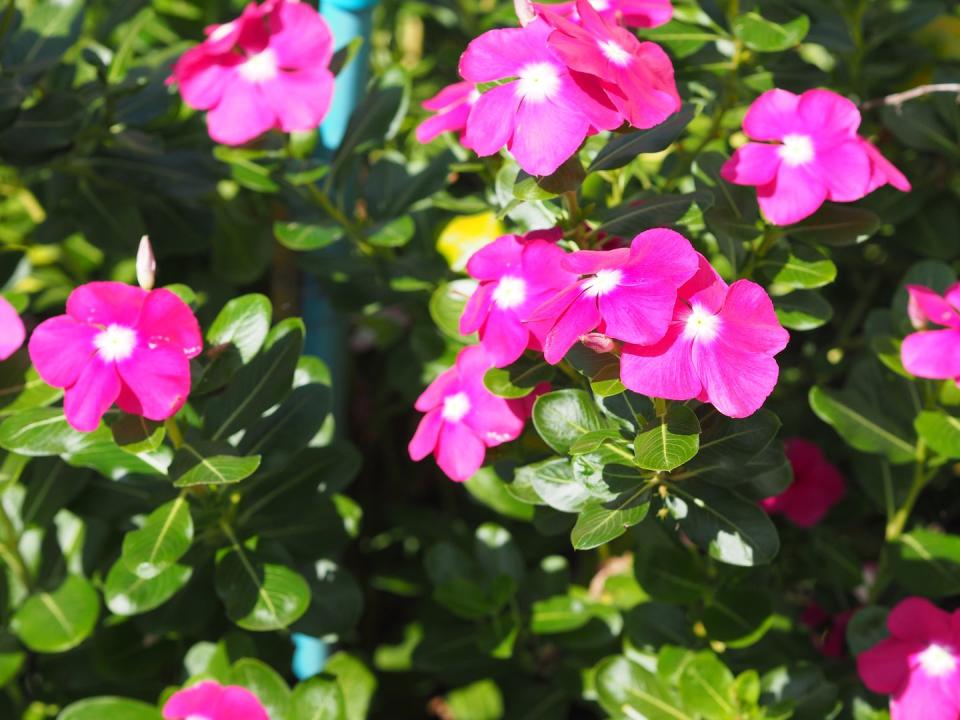 Catharanthus