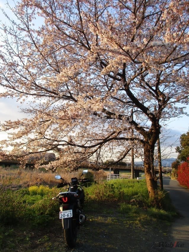 20190409_kasori_18