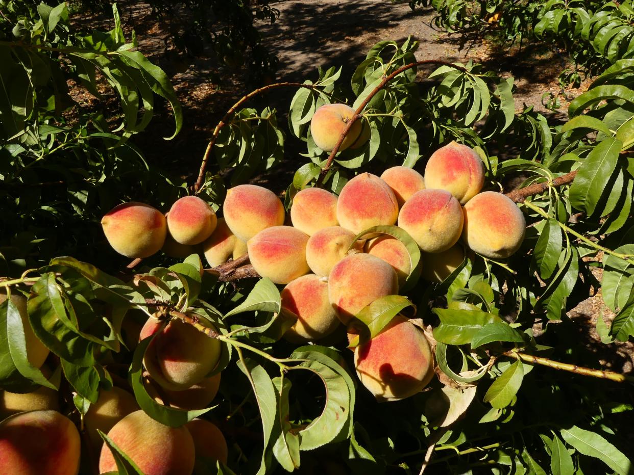 Growing peaches in Florida may be challenging. Larry Williams, with UF/IFAS, says you should consider doing your homework on the process before attempting to plant.