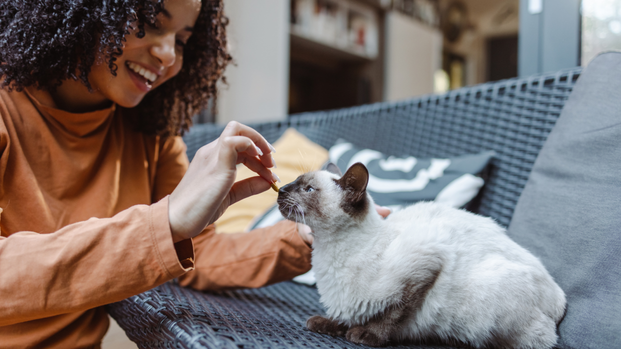 It’s International Cat Day 2023—spoil your furry friend with these purrfect products