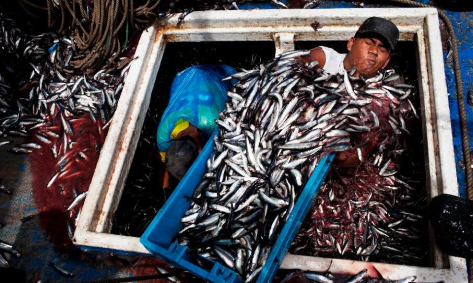 Unloading a haul of anchovies at the port of El Callao, Peru.