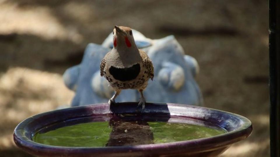 <div>This flicker woodpecker looks like all of us getting some much-needed hydration as temps heat up! Thanks to Joanne Czarnecki for sharing!</div>