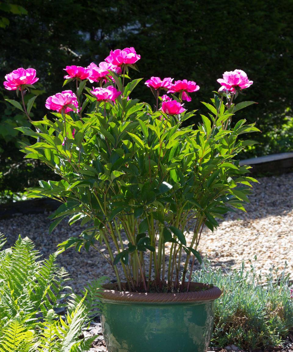 peony in pot