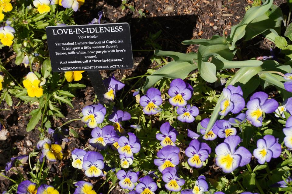 Love-in-idleness Viola at Shakespeare Garden at the Brooklyn Botanic Garden last week.