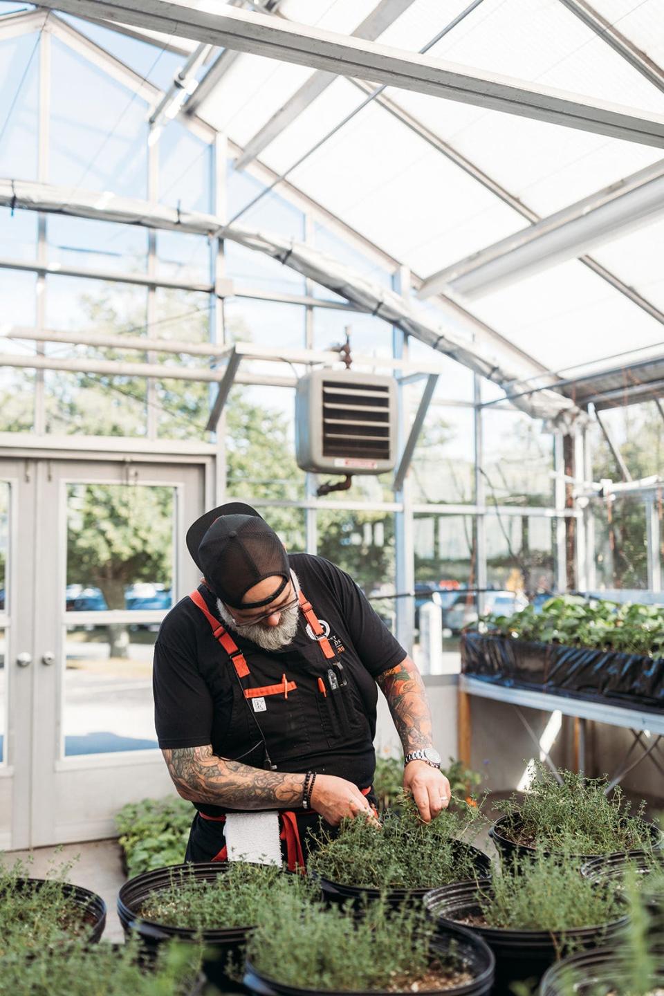 Executive Chef Andy Texeira cuts fresh herbs in the former Chaves Gardens greenhouse, which is now a part of Newport Vineyards' culinary garden.