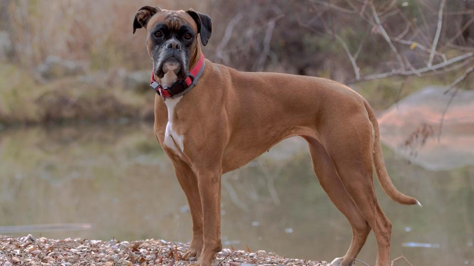 Boxer dog