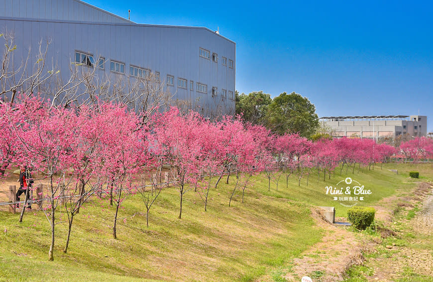 台中后里｜2021 中科崴立櫻花公園