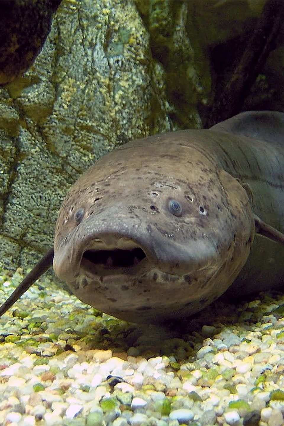 3) African Lungfish can survive out of water for a year