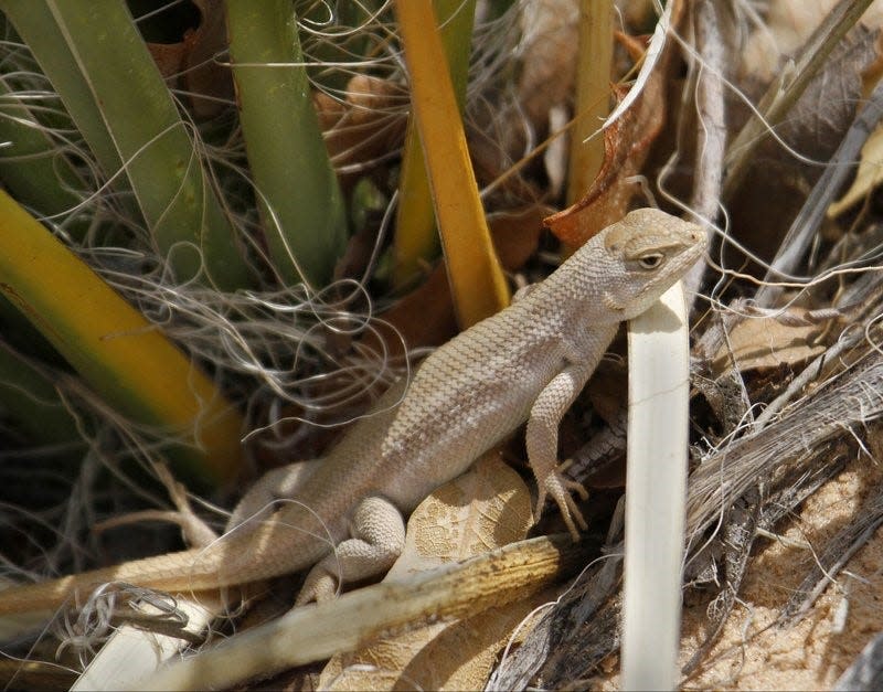 The dunes sagebrush lizard is threatened by oil and gas operations in the Permian Basin.