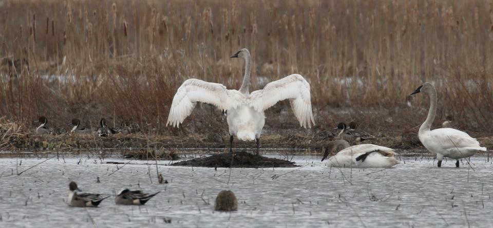 Trumpeter Swans feed together in a flooded field outside Savannah Thursday, March 21, 2019.