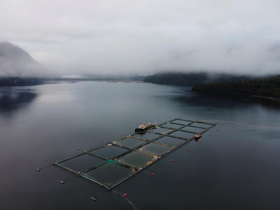 <p>Chilean authorities reported on 12 April the removal of 5,595 tons of dead salmon due to the growth of a tide of harmful algae, a phenomenon that some experts describe as an ‘environmental catastrophe’ and blame both on climate change and ‘irresponsible salmon farming’</p> (EPA)