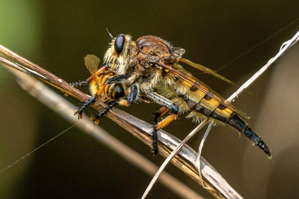 A robber fly perches on a branch after capturing a honeybee in midflight.