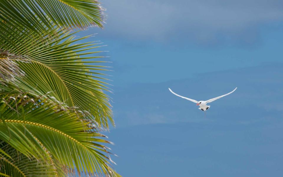 <p>Seeing the endangered Atiu Swiftlet is many a birder’s dream. <a rel="nofollow noopener" href="http://www.cookislands.travel/cook-islands/cook-island-tourism/usa" target="_blank" data-ylk="slk:Cook Islands;elm:context_link;itc:0;sec:content-canvas" class="link ">Cook Islands</a>, home to fifteen small islands with 18,000 residents, is located half way between Hawaii and New Zealand in the South Pacific. It boasts many rare bird species, including the endangered Rimatara Lorikeet—the beautiful red-breasted, green-winged variety. Excursions allow you to go deep into the islands—oftentimes in caves—to see our elusive feathered friends. </p>