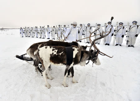 Russian servicemen of the Northern Fleet's Arctic mechanised infantry brigade participate in a military drill on riding reindeer and dog sleds near the settlement of Lovozero outside Murmansk, Russia January 23, 2017. Picture taken January 23, 2017. Lev Fedoseyev/Ministry of Defence of the Russian Federation/Handout via REUTERS