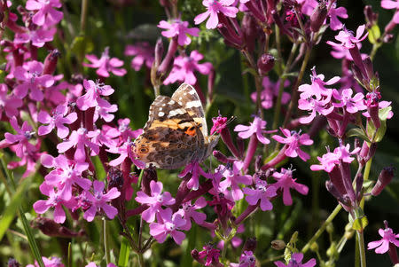 A painted lady butterfly sits on a flower in a field at the village of Mrouj, Lebanon April 13, 2019. REUTERS/Mohamed Azakir