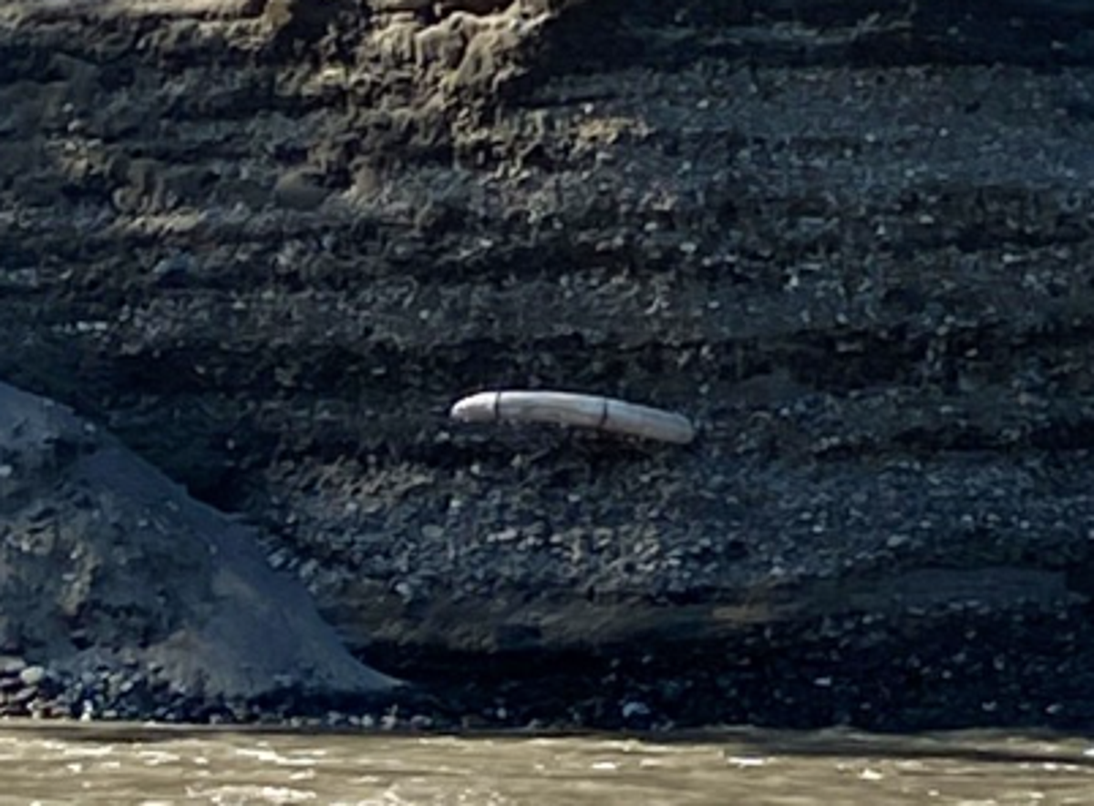 The University of Alaska at Fairbanks identified the fossil  (Twitter)