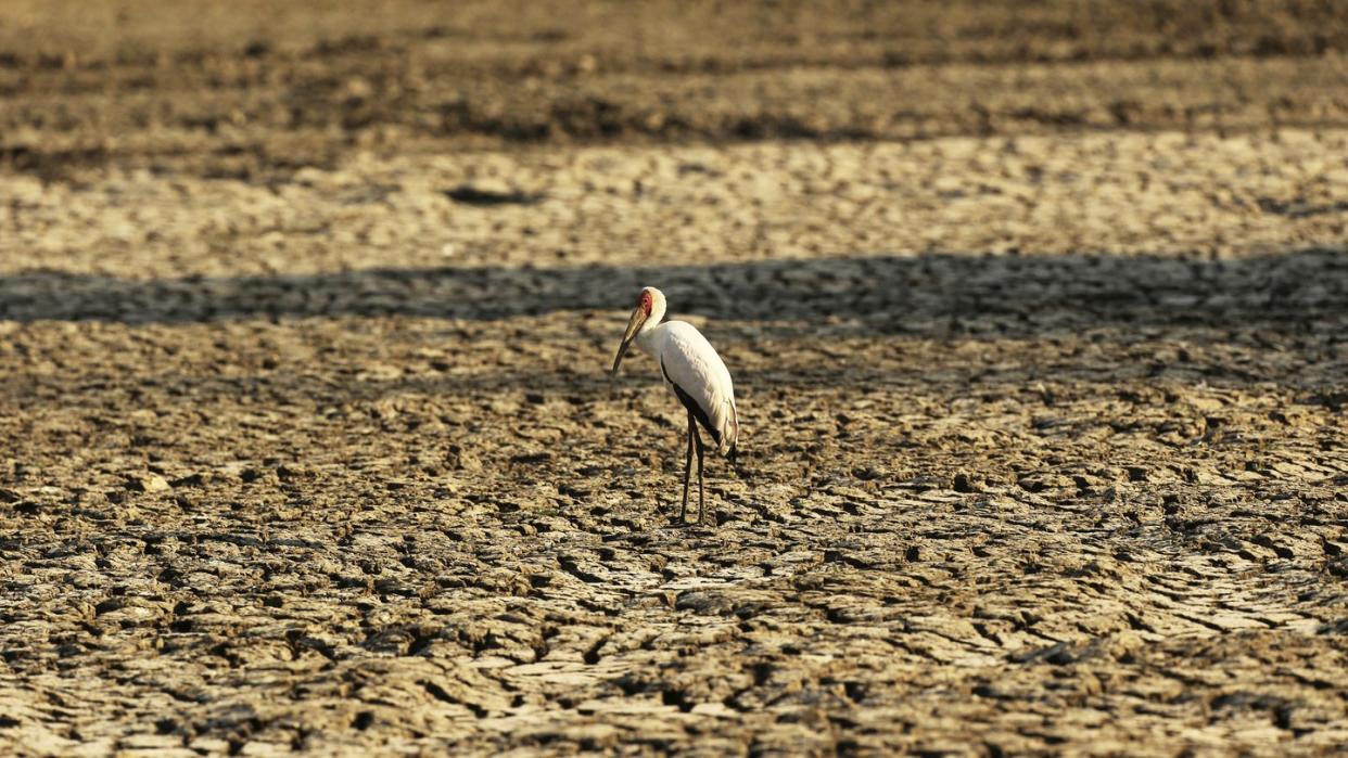 Ausgetrocknete Wasserstelle in Simbabwe.