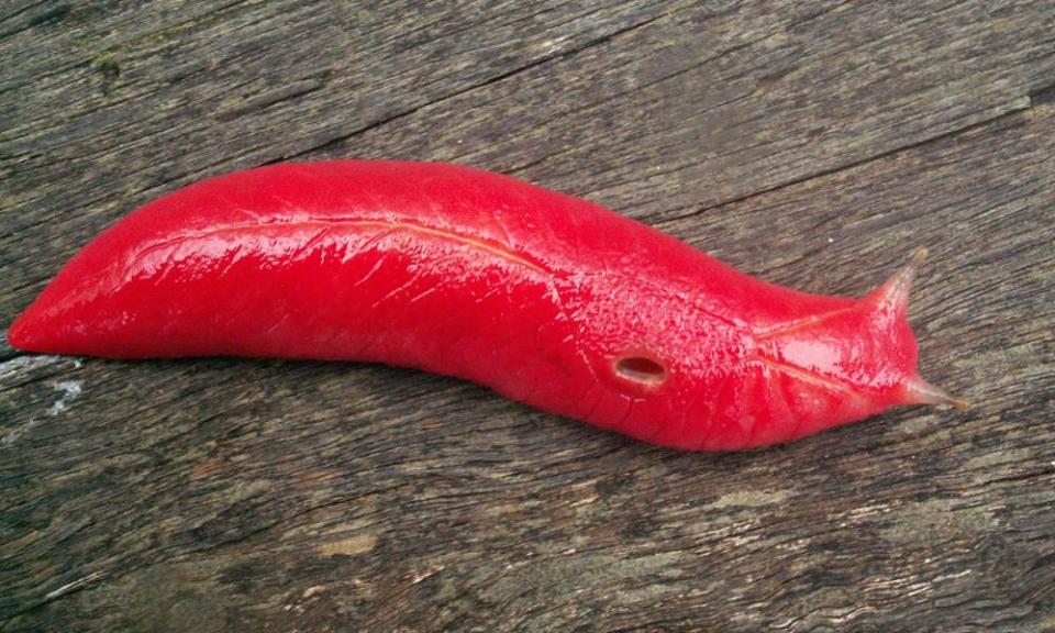 The fluorescent pink slug, which is unique to Mount Kaputar in NSW, would have managed to survive the bushfires by retreating into rock crevices