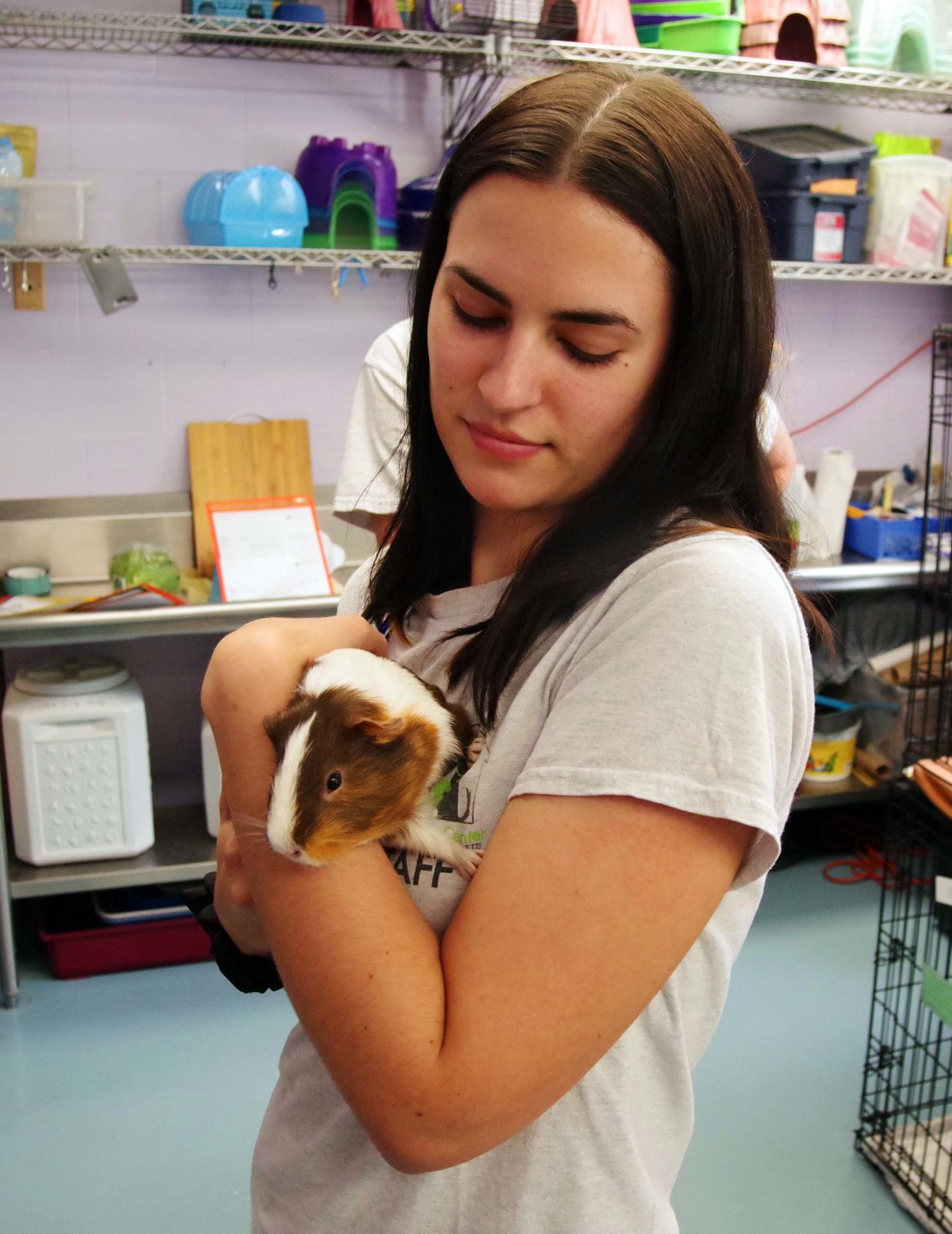 Erin MacLeod, assistant manager at the Animal Protection Center of Southeastern Massachusetts in Brockton, holds the guinea pig Tomato on Thursday, June 29, 2023, one of many guinea pigs needing a home.