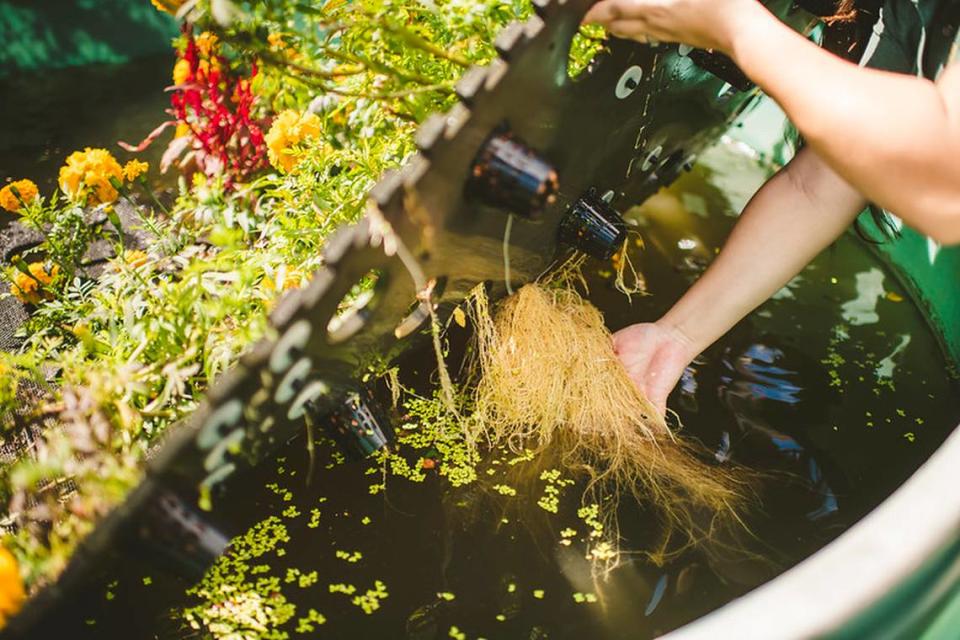 Las raíces de las flores salen por los agujeros de la estera hacia el agua y absorben el fósforo y el nitrógeno. Margi Rentis/ FIU