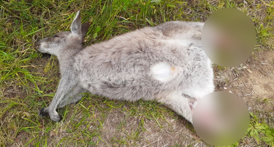 A dead kangaroo found in Couridjah with its legs and tail removed.