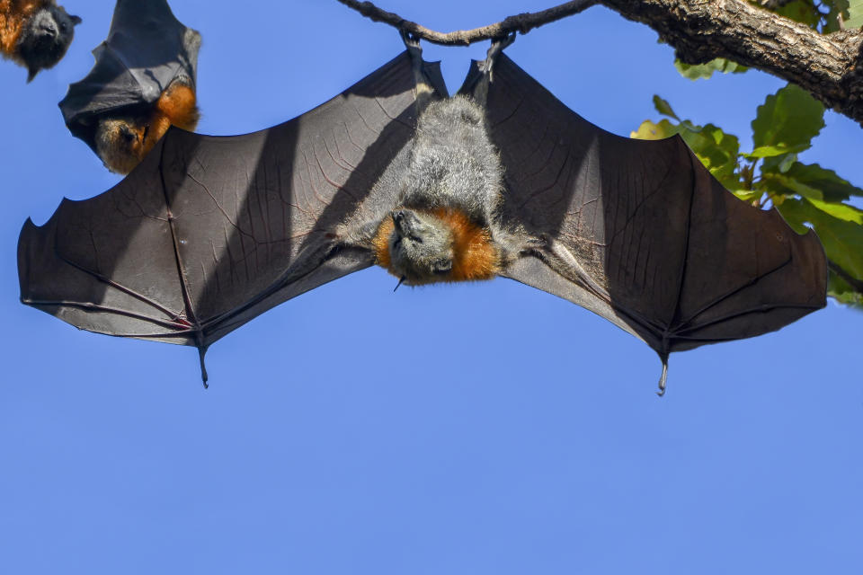 Los murciélagos tienen características únicas que pueden aportar grandes beneficios a la ciencia (Foto:Getty)