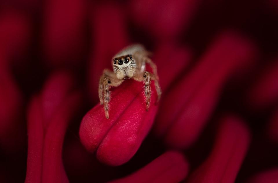 A jumping spider from Australia (trisharooni/Blipfoto)