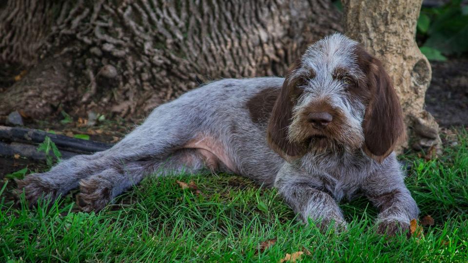 Spinone Italiano