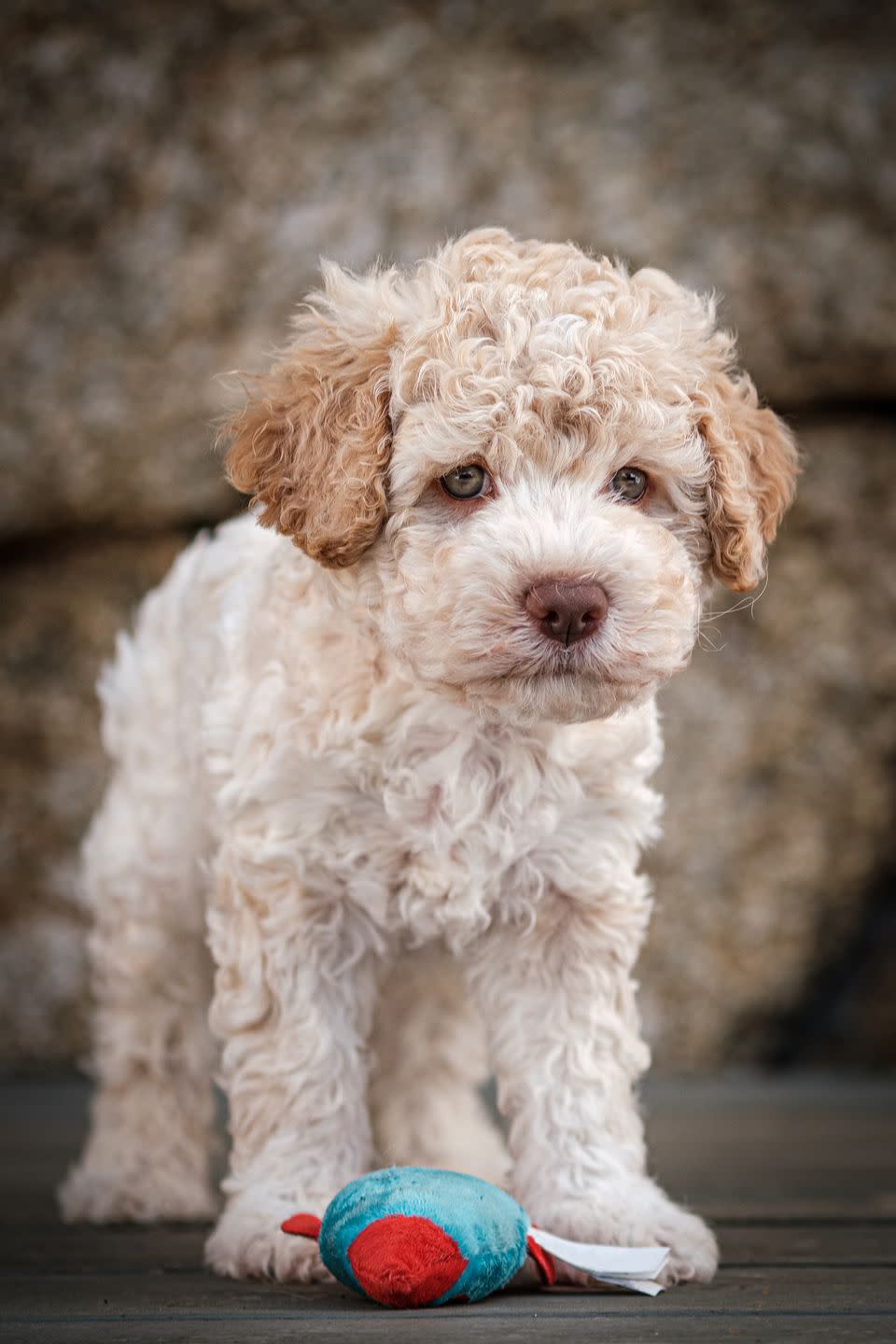 best hypoallergenic dog breeds