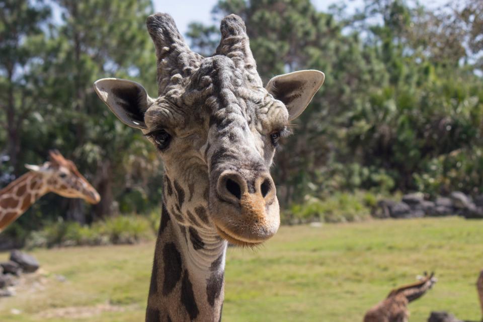 One of the Brevard Zoo’s original five giraffes was humanely euthanized Sunday due to age-related medical issues.