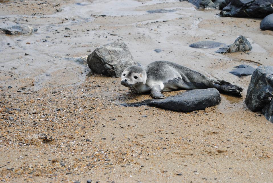 Harbor seal pups are born in the spring and come on to the shore to rest, nurse and soak up the sun. If you see a seal on the beach, keep back and call the Seacoast Science Center Marine Mammal Rescue hotline at 603-997-9448.