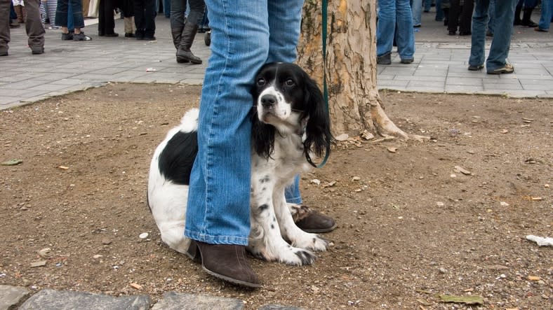 32 scary but common dog problems