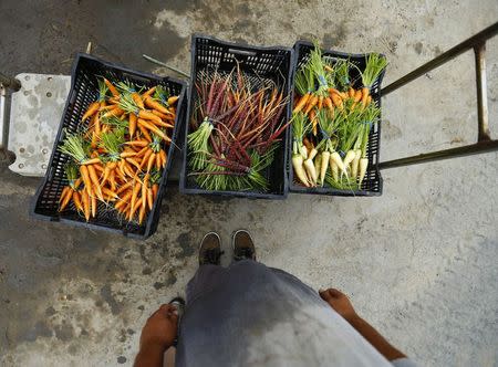 Makoto Chino stands over freshly picked and washed carrots at his family's farm in Rancho Santa Fe, California August 13, 2014. REUTERS/Mike Blake