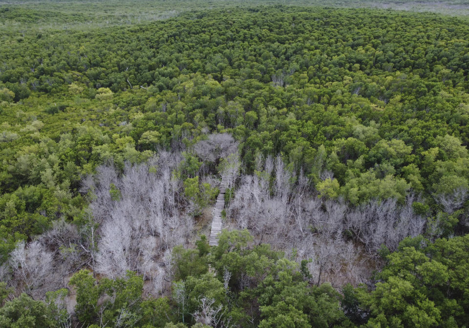 A patch of dried mangroves in the Dzilam de Bravo reserve, in Mexico’s Yucatan Peninsula, Thursday, Oct. 7, 2021. The halting efforts in Mexico to protect and restore mangroves, even as more are lost, mirror situations elsewhere. (AP Photo/Eduardo Verdugo)