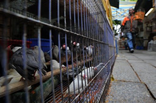 File photo shows a man walking past caged birds in Hong Kong. Hong Kong health authorities has urged the public not to panic after the southern Chinese city reported its first human case of bird flu in 18 months in a two-year-old boy