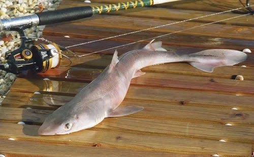 Spiny dogfish