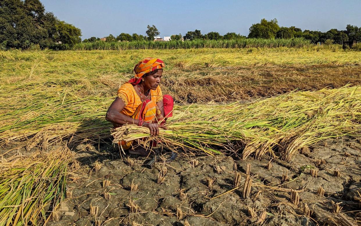 A farmer harvests paddy crop that was flattened by untimely rainfall and strong winds at Chharasi village, in the northern state of Uttar Pradesh, India