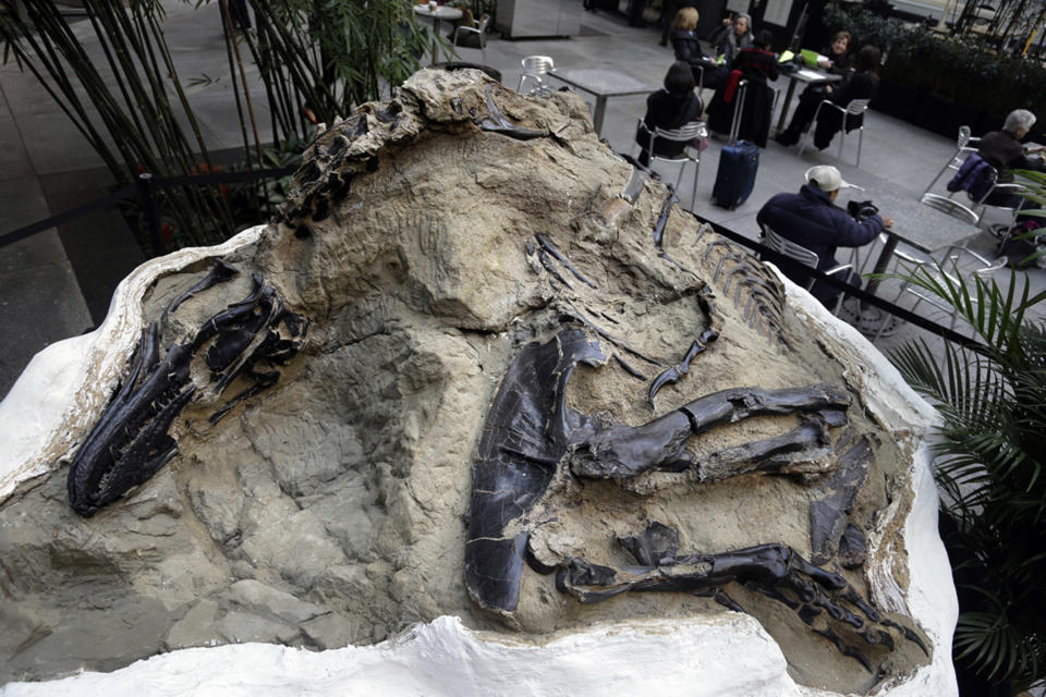 FILE - In this Nov.14, 2013, file photo, one of two "dueling dinosaurs" fossils is displayed in New York. In an ongoing court case over the ownership of the fossils, the Montana Supreme Court heard arguments in Helena, Mont., Thursday, Nov. 7, 2019, over whether fossils are part of a property's surface estate or mineral estate in the case of split ownership. (AP Photo/Seth Weinig, File)