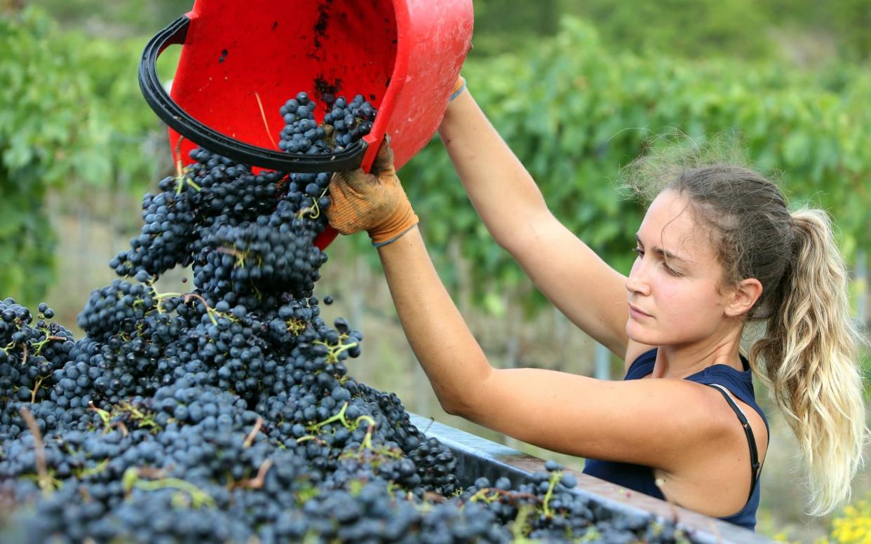 A worker picks loose leaves out of a bin during a 'Chianti Classico' grape harvest - Getty Images Contributor