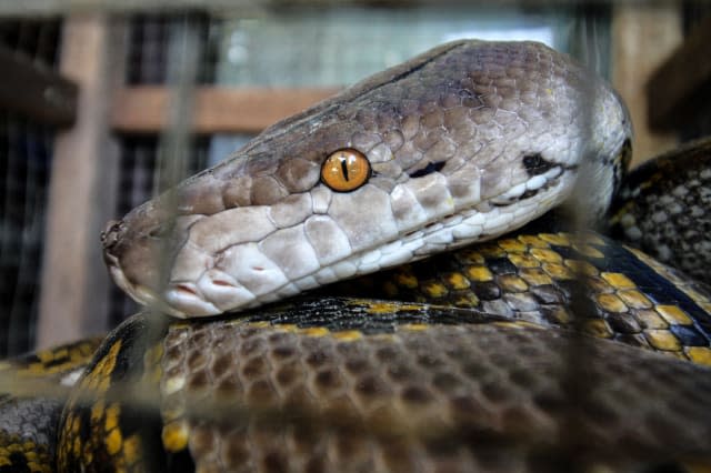 Reticulated Pythons In Aceh, Indonesia