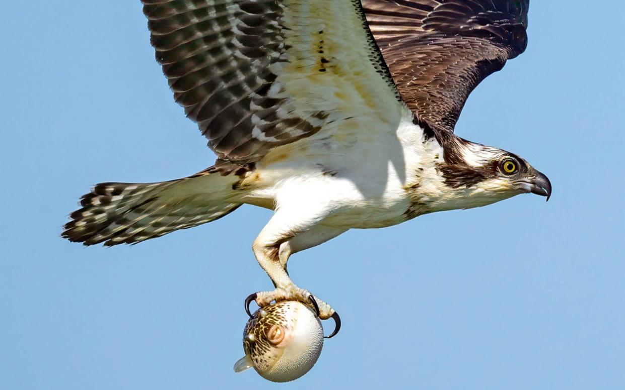 An osprey flies after catching a pufferfish