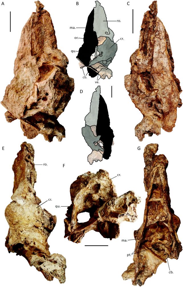 The newly discovered, almost complete skull of <em>Genyornis newtoni</em>. (McInerney et al., <a href="http://dx.doi.org/10.1080/08912963.2024.2308212" rel="nofollow noopener" target="_blank" data-ylk="slk:Hist. Biol.;elm:context_link;itc:0;sec:content-canvas" class="link "><em>Hist. Biol.</em></a>, 2024)