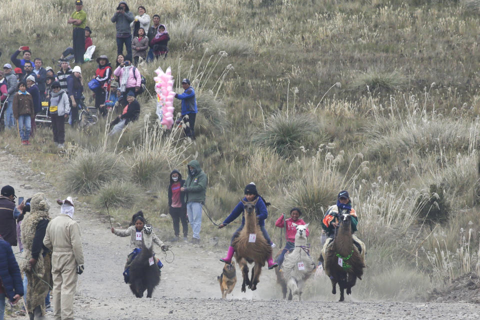 Children race llamas at the Llanganates National Park, Ecuador, Saturday, Feb. 8, 2020. Wooly llamas, an animal emblematic of the Andean mountains in South America, become the star for a day each year when Ecuadoreans dress up their prized animals for children to ride them in 500-meter races. (AP Photo/Dolores Ochoa)