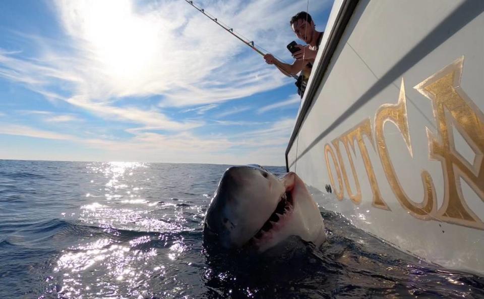 This female great white shark was tagged off the coast of Hilton Head on Thursday, Feb. 10, 2022.