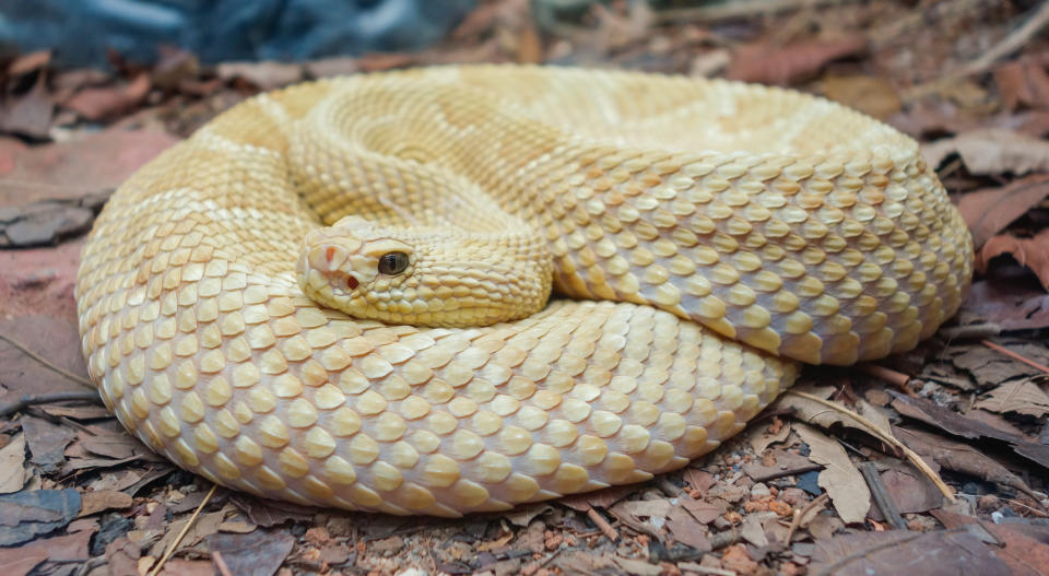 Una serpiente de la Isla Quemada, cuyo nombre científico es Bothrops Insularis, el animal que habita en uno de los lugares más peligrosos del mundo. (Foto: Getty Images).