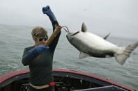 In this photo taken Wednesday, July 17, 2019, Sarah Bates hauls in a chinook salmon on the fishing boat Bounty near Bolinas, Calif. California fishermen are reporting one of the best salmon fishing seasons in more than a decade, thanks to heavy rain and snow that ended the state's historic drought. It's a sharp reversal for chinook salmon, also known as king salmon, an iconic fish that helps sustain many Pacific Coast fishing communities. (AP Photo/Eric Risberg)